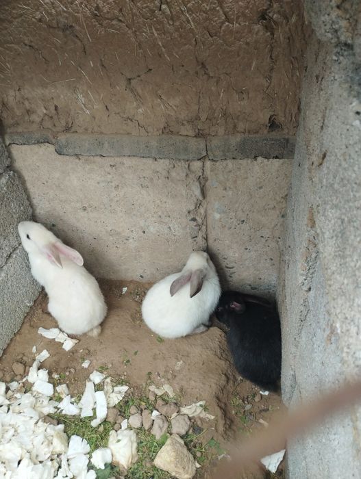 1kg 70 min soʻyippamberamiz Toza zotli kici kota 4kg gacha quyonlar so