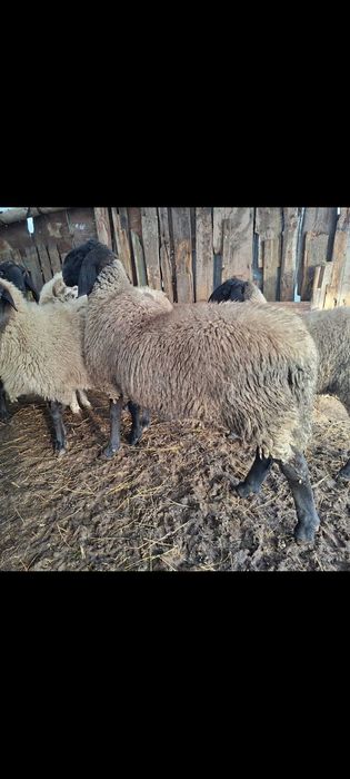 Berbec original 8 luni