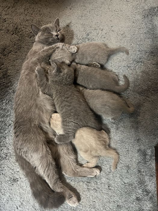 Котета Шотландски фолд и котета Британски късокосмести