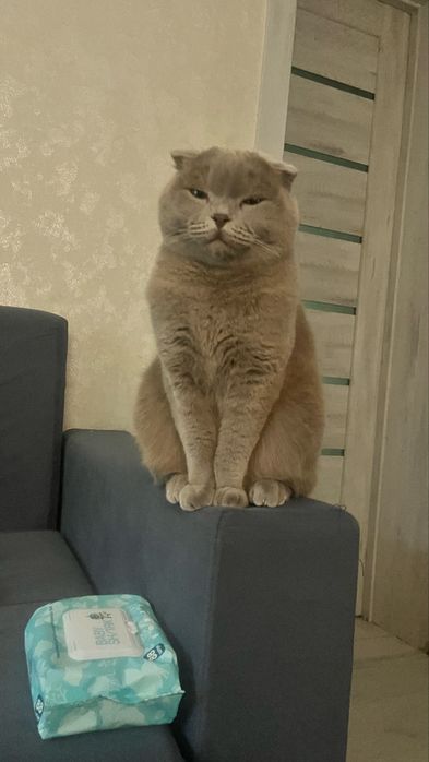 Отдам кошку в добрые руки