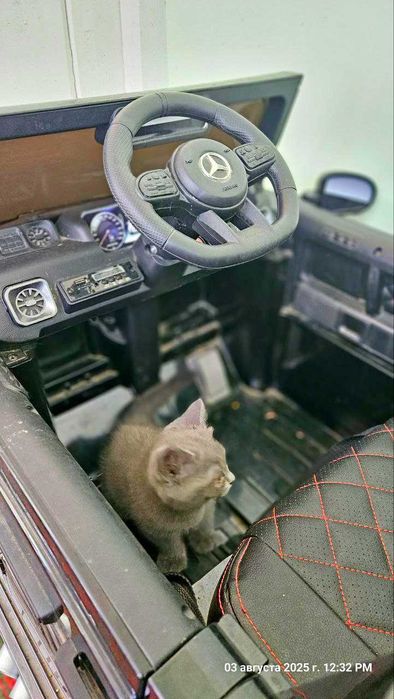 Кошка шотландский