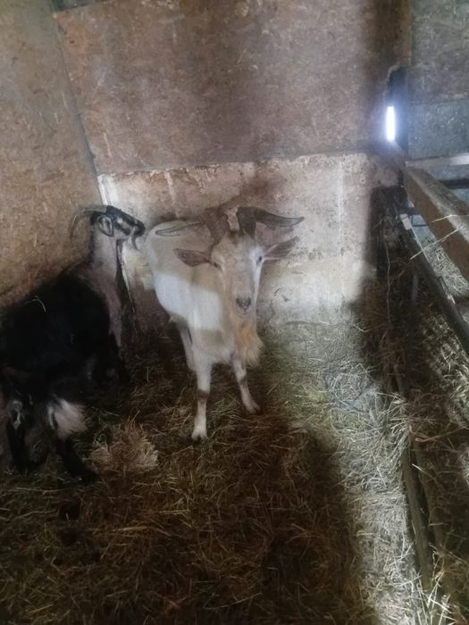 Țap rasa saanen  caută un stăpân nou