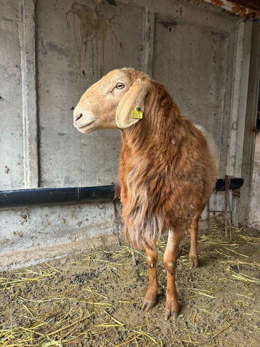 Кошкар сатылады оте жаксы парода Аршан