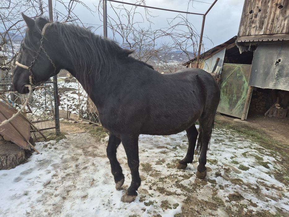 Vând cal în vârstă de 10 ani.