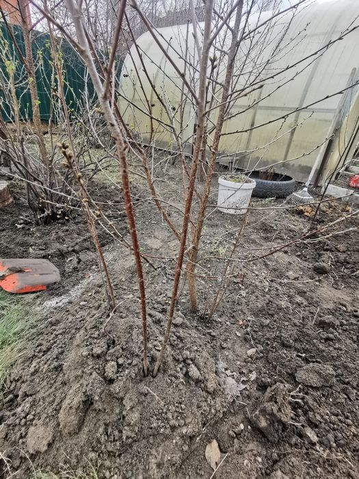 Вишня Саженцы Костанай