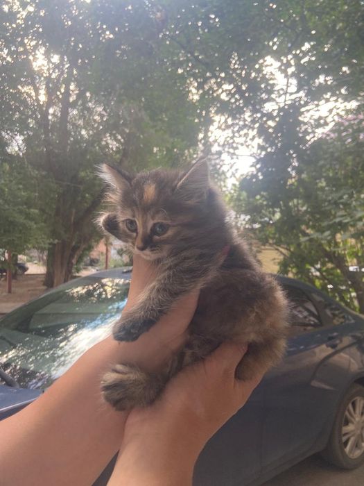 Котенок в добрые руки.