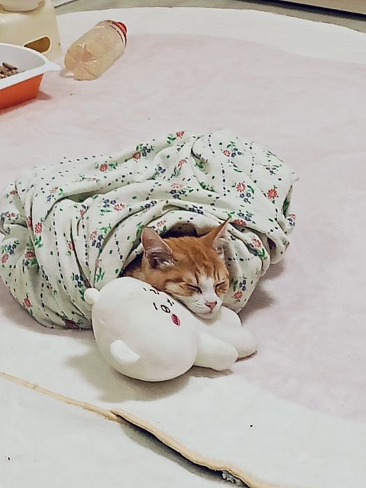 Котенок 5 месяцев