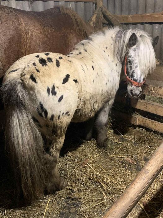 Vand un poneu frumos