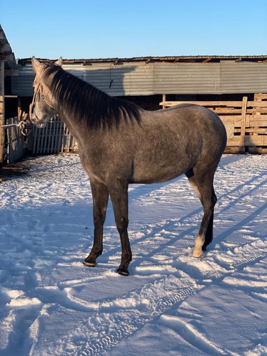 Жеребец англо араб.