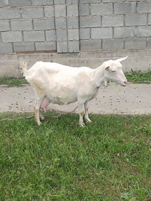 Ешкі сатылады.  150.000 тг