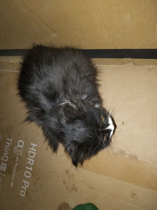 Отдадим кота в добрые руки