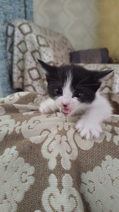 Отдам котят в добрые руки