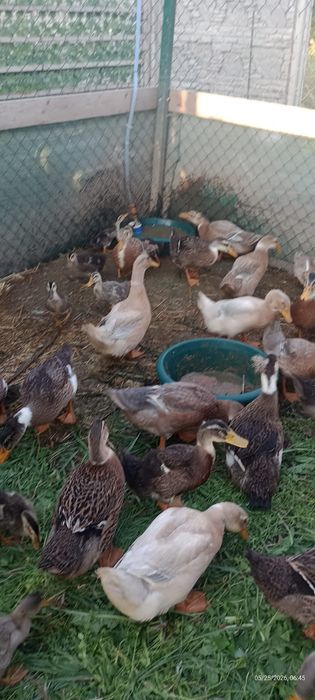 Rate macaitoare de vanzare