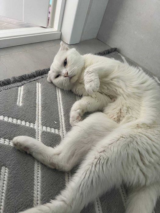 Отдам кота в добрые руки