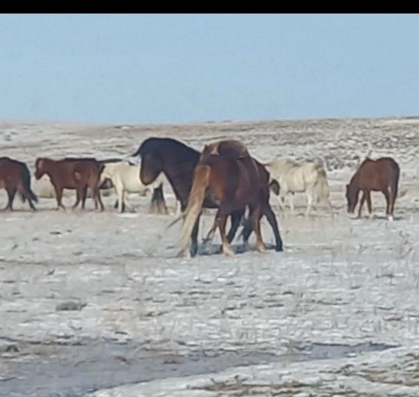 Айғыр сатылады 850мын