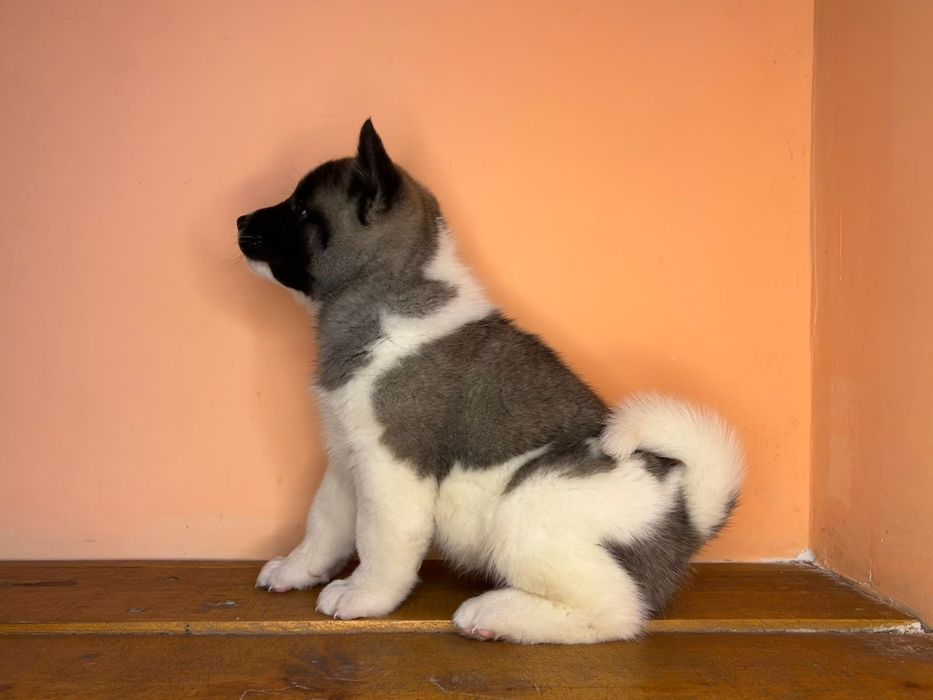 Американская Акита