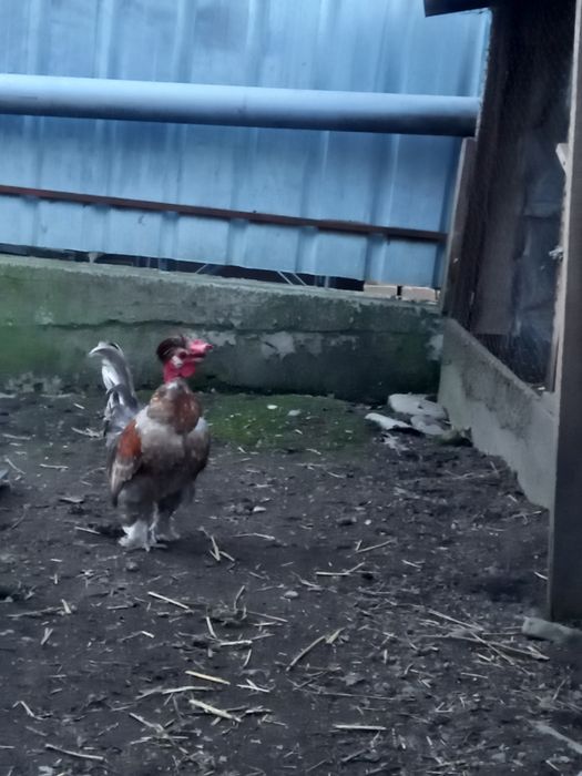 Pereche gaini pitice golașe