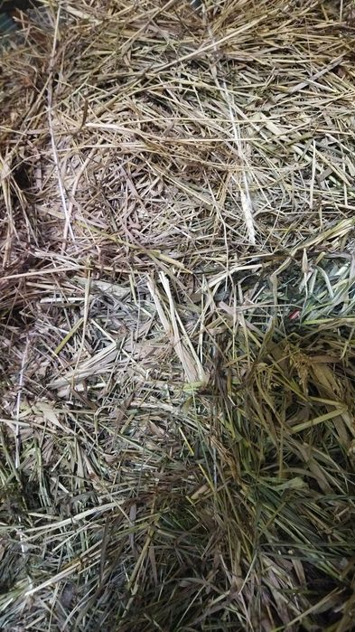 Сено в тюках с доставкой