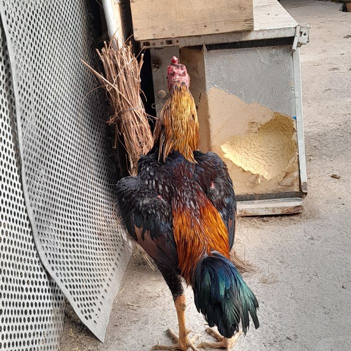 Продам бойцового петуха