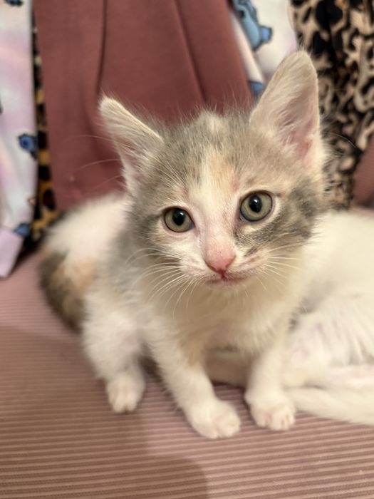 Отдам котят в добрые руки!