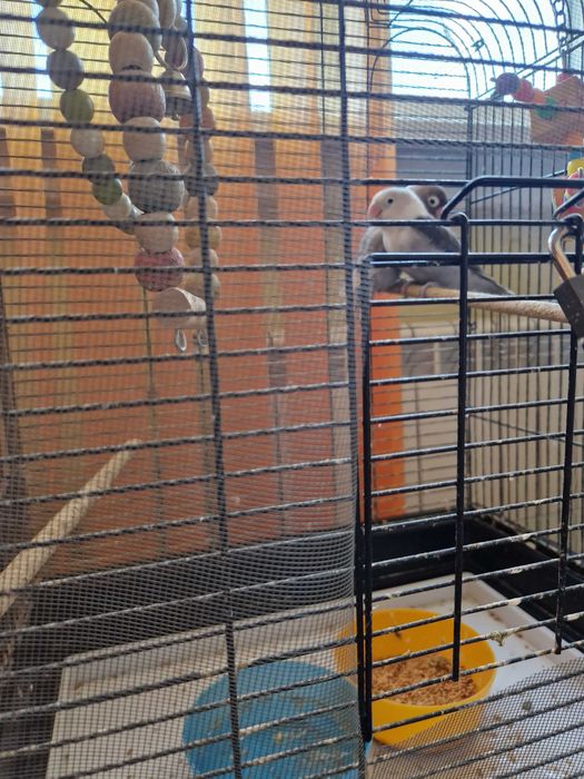 Папагали неразделки заедно с клетката