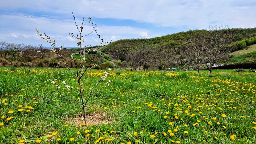 Teren 3826 mp în sat Moldovenești