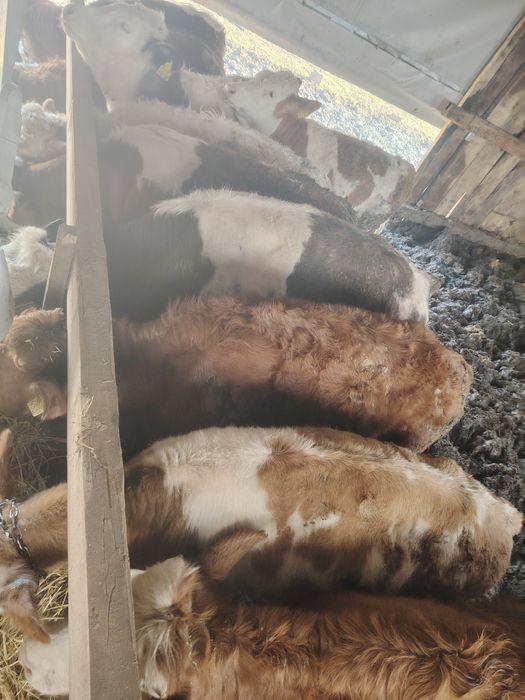 Viței cu media de 250kg