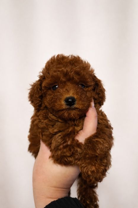 Пудел Teacup момиче