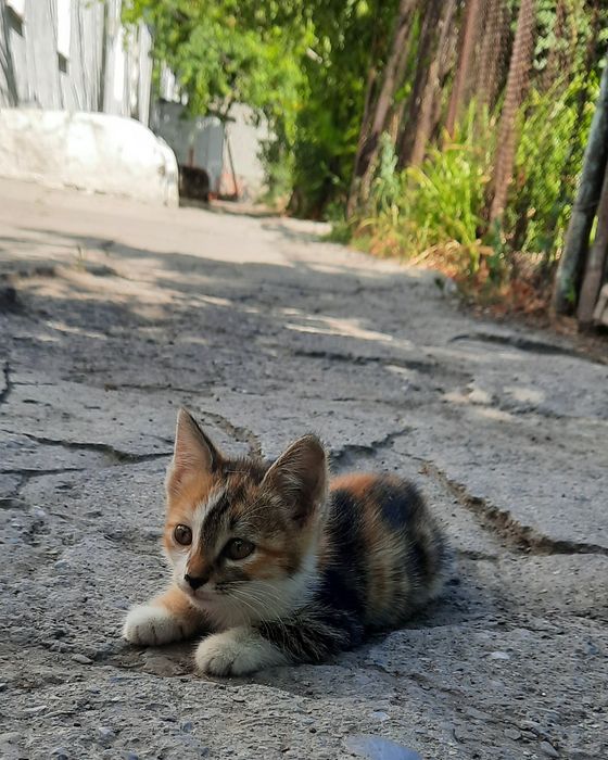 Марғаулар, котята