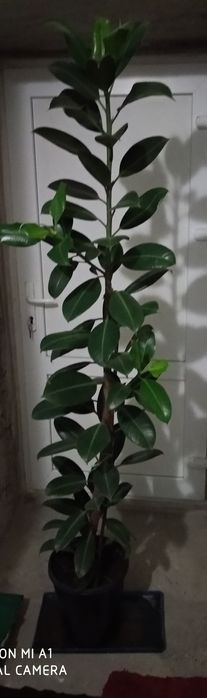 Фикус Каучуконосный