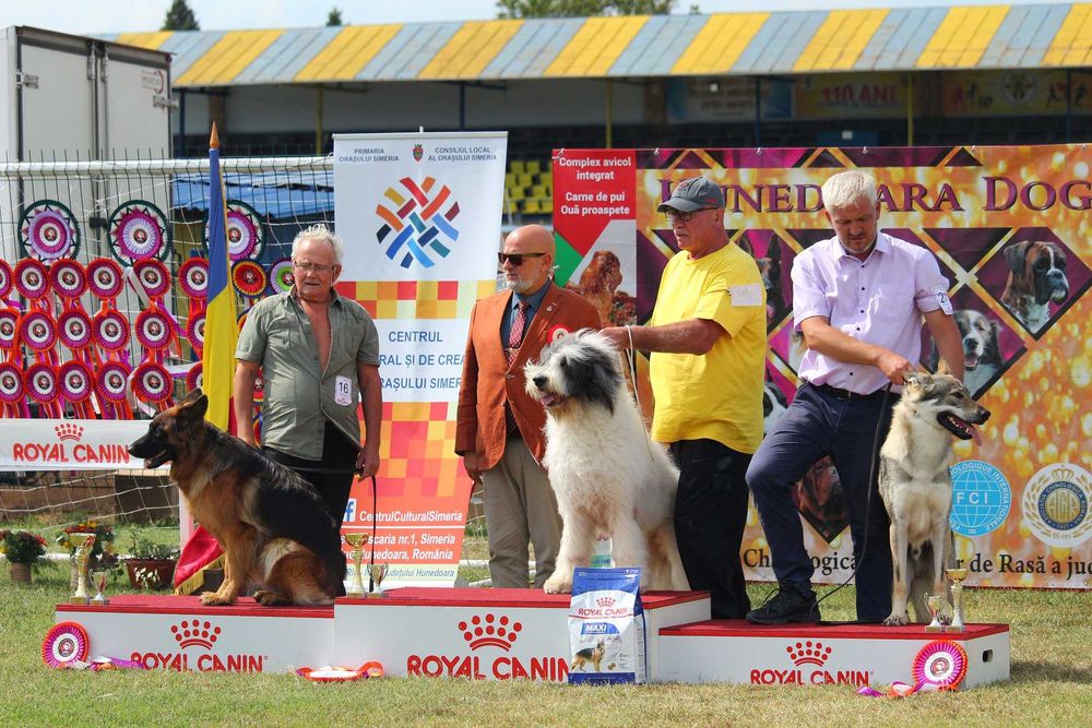 pui lup cehoslovac calitate deosebita