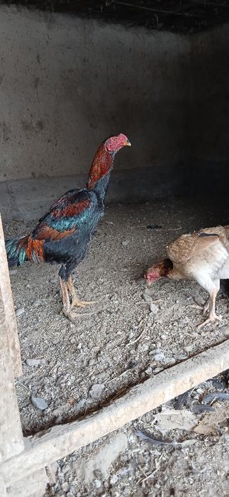 Дакан қораз құйма