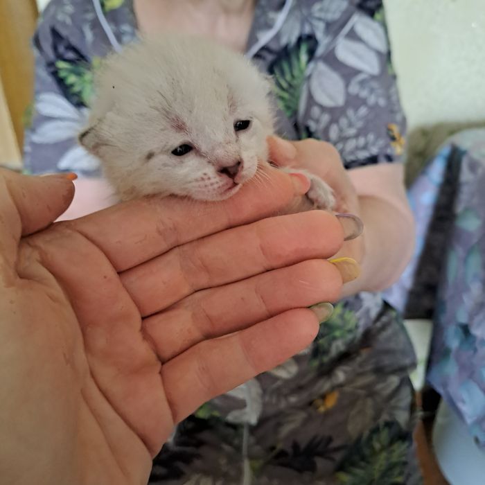 Ищем семью котёночку