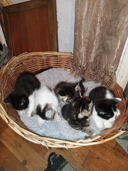 Котята бесплатно