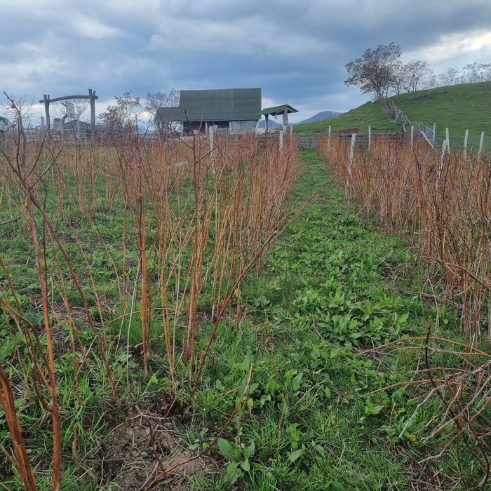 Vând butași de zmeură