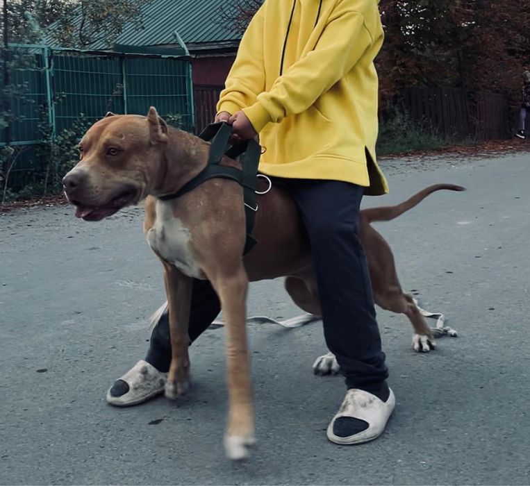 Кубинский питбуль ищет себе подругу