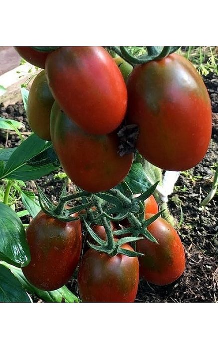 Рассада томатов, из грунта, закалённая.