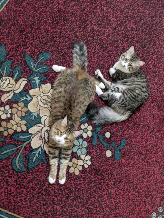 Передержка кошек котят