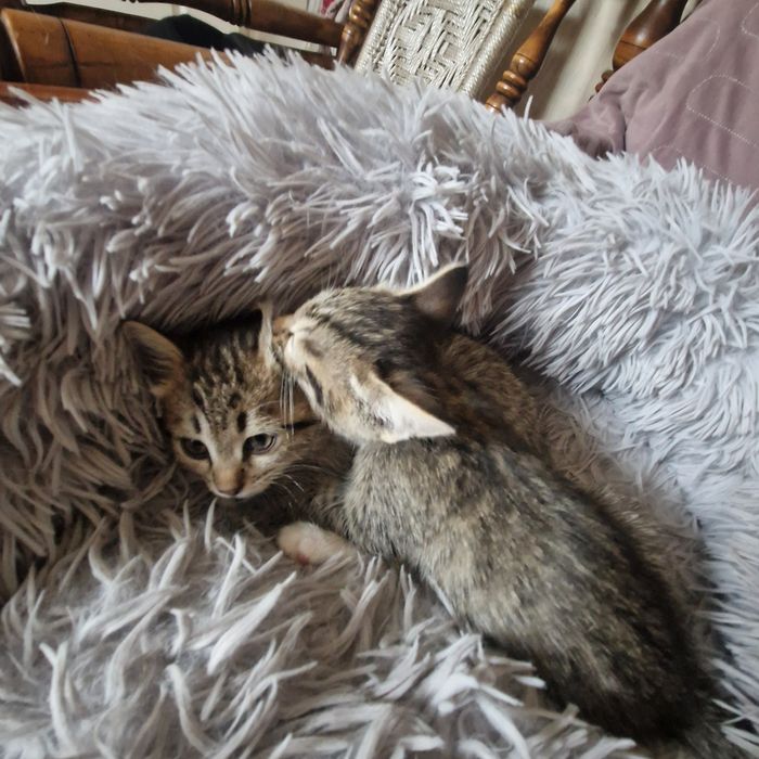 Котёнка в хорошие руки