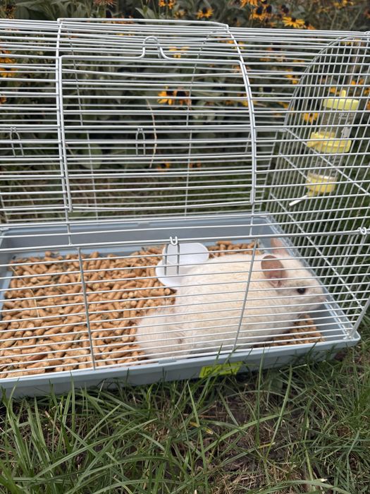 Продам Шиншилу ,мальчик