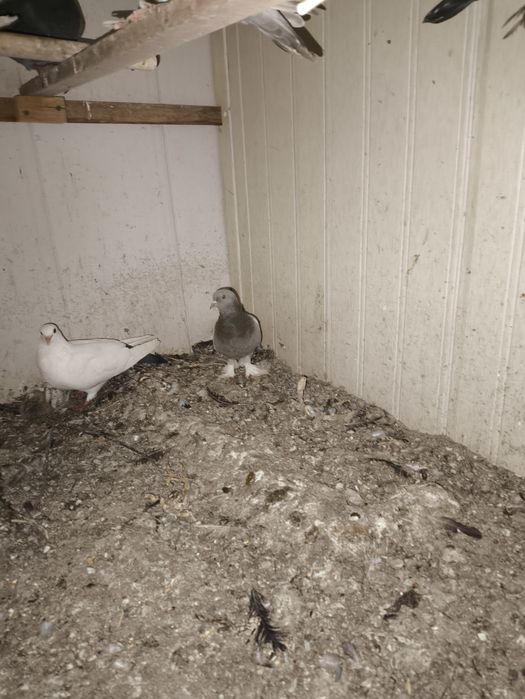 Qush:Kaptarlar sotiladi