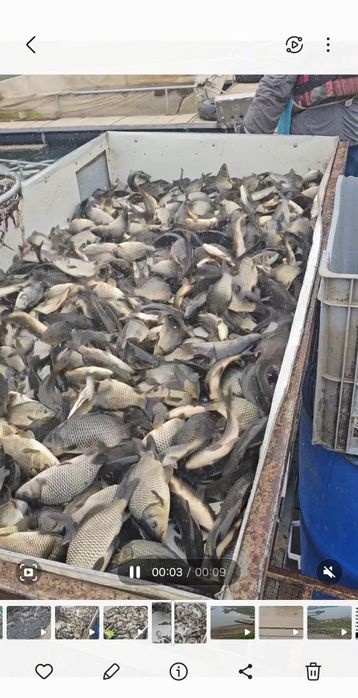 Puiet de crap acvacultura