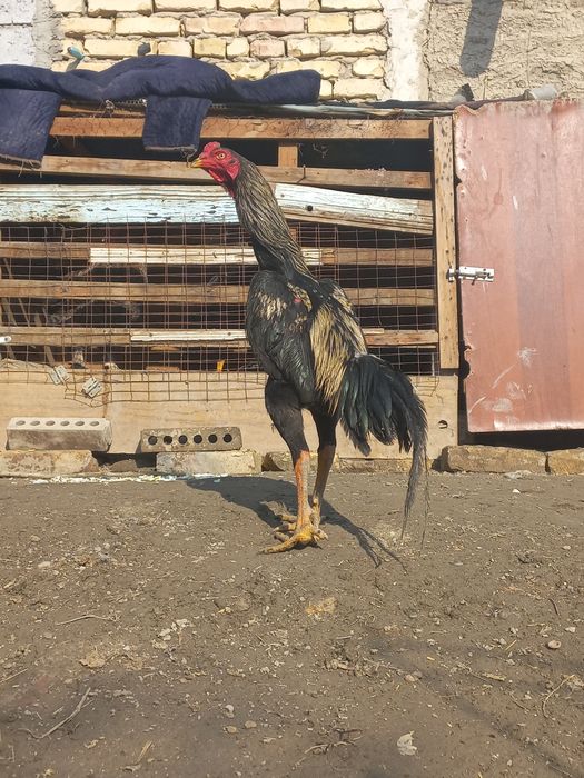 Куланги ёш соғлом