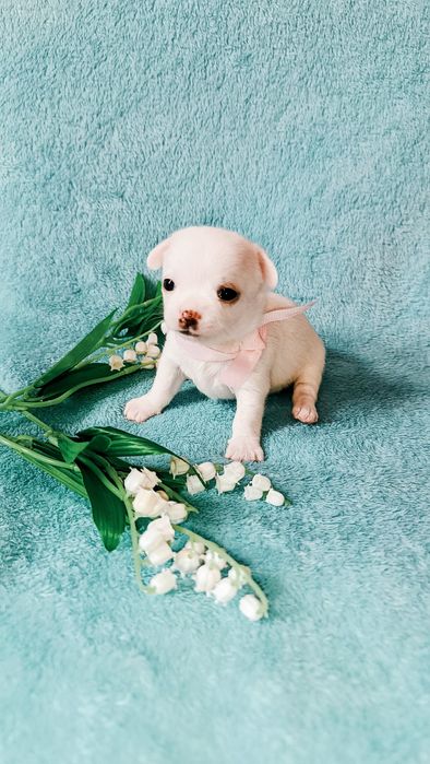 Щенок чихуахуа девочка