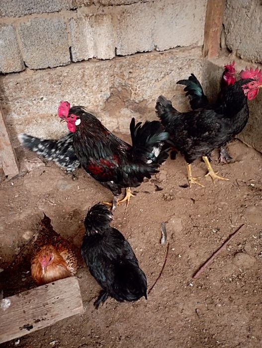 Sariq sochli etuk ayol