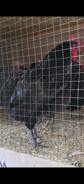 Qorashoxzada dakan induk avstrelop tuximi