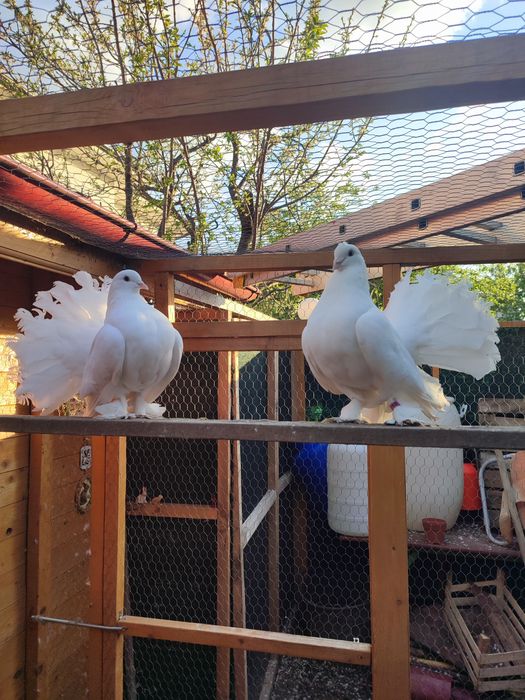 Voltați indieni albi pereche