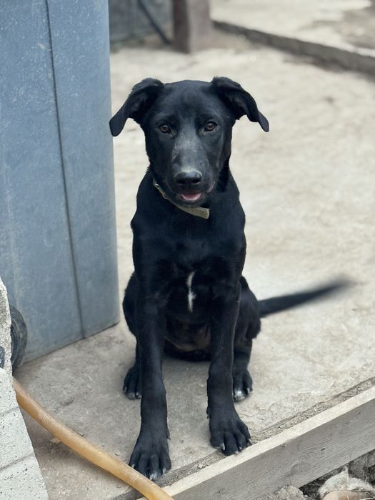 Багира ищет дом и семью.