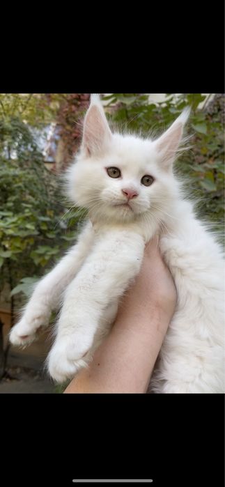 Мейн кун бедоснежные котята