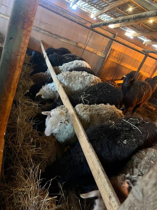 Бараны ягнята матки кошкар